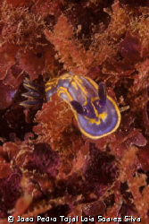 Hypselodoris cantabrica, a very common nudibranch around ... by Joao Pedro Tojal Loia Soares Silva 